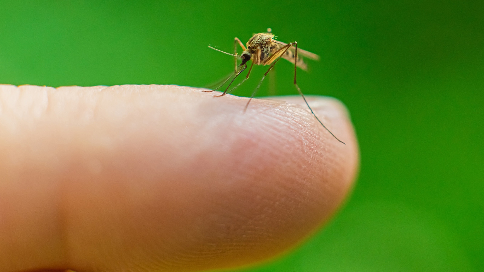webmosquitocreditistock 21557