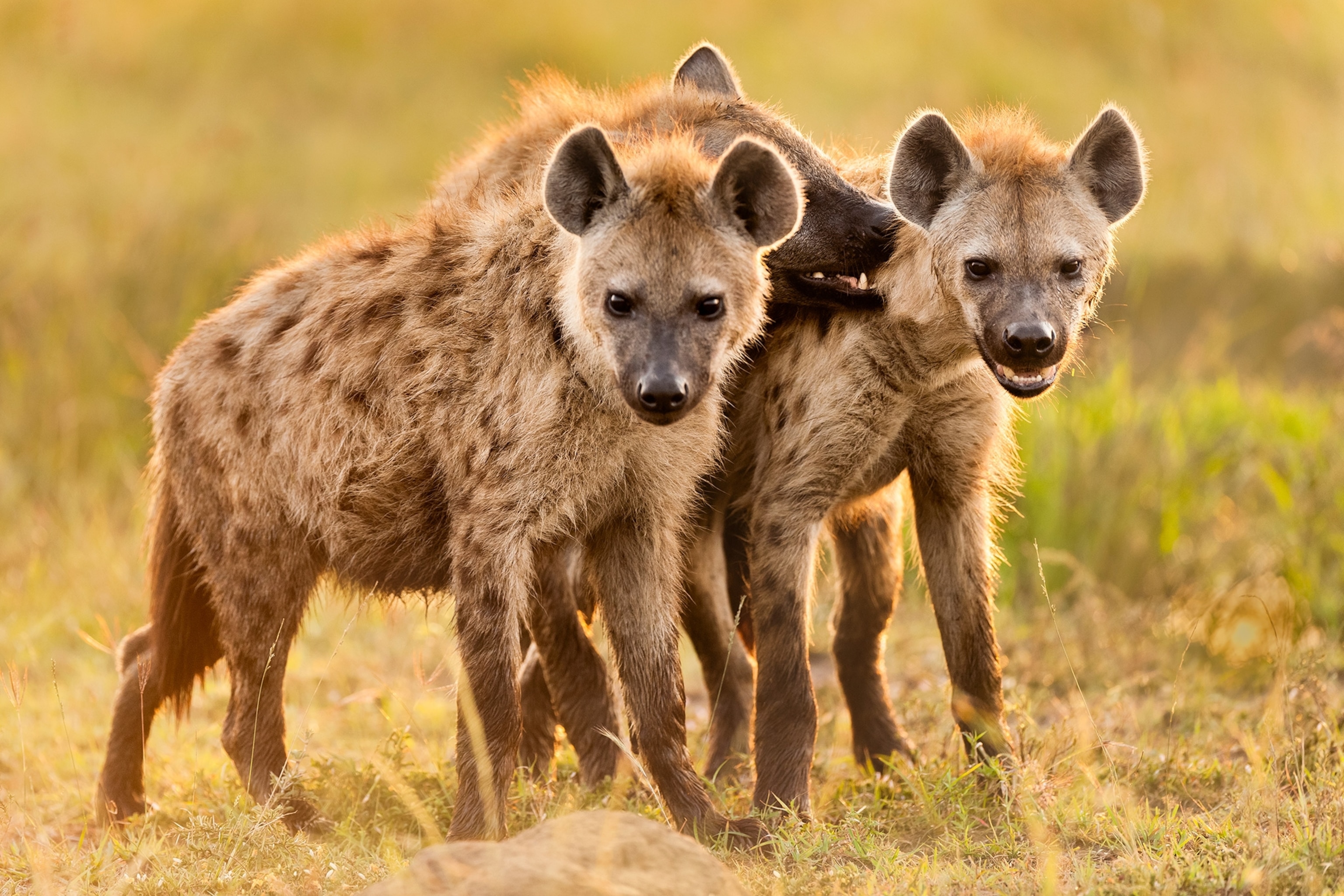 01 hyenas nationalgeographic174