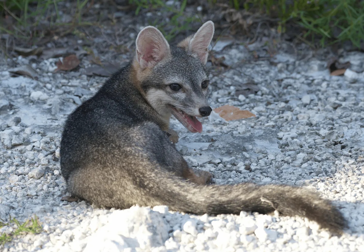 cozumel fox l cozumel fox l