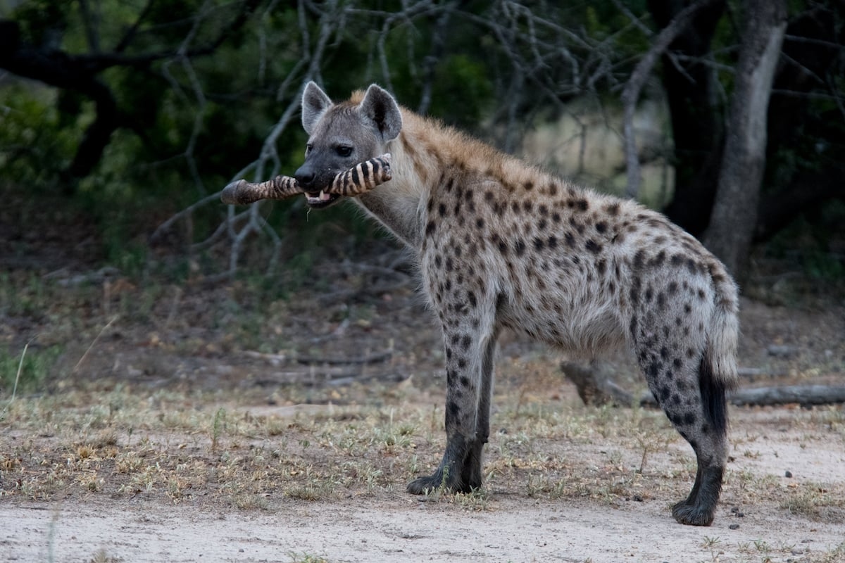 kapama hyena with zebra kill