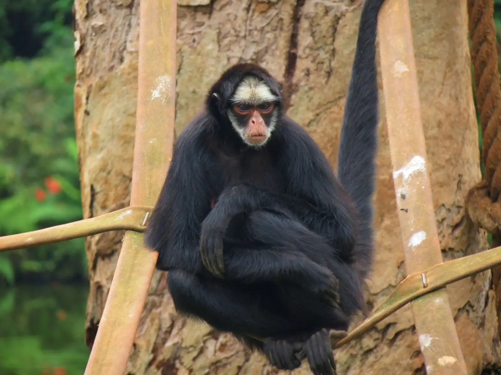 ateles marginatus