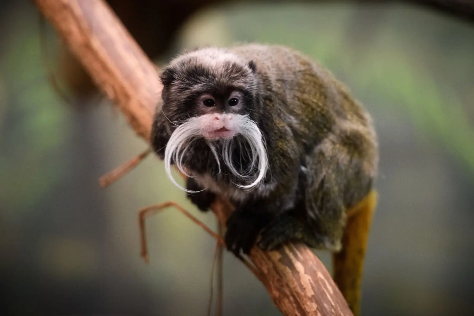 emperor tamarin on branch