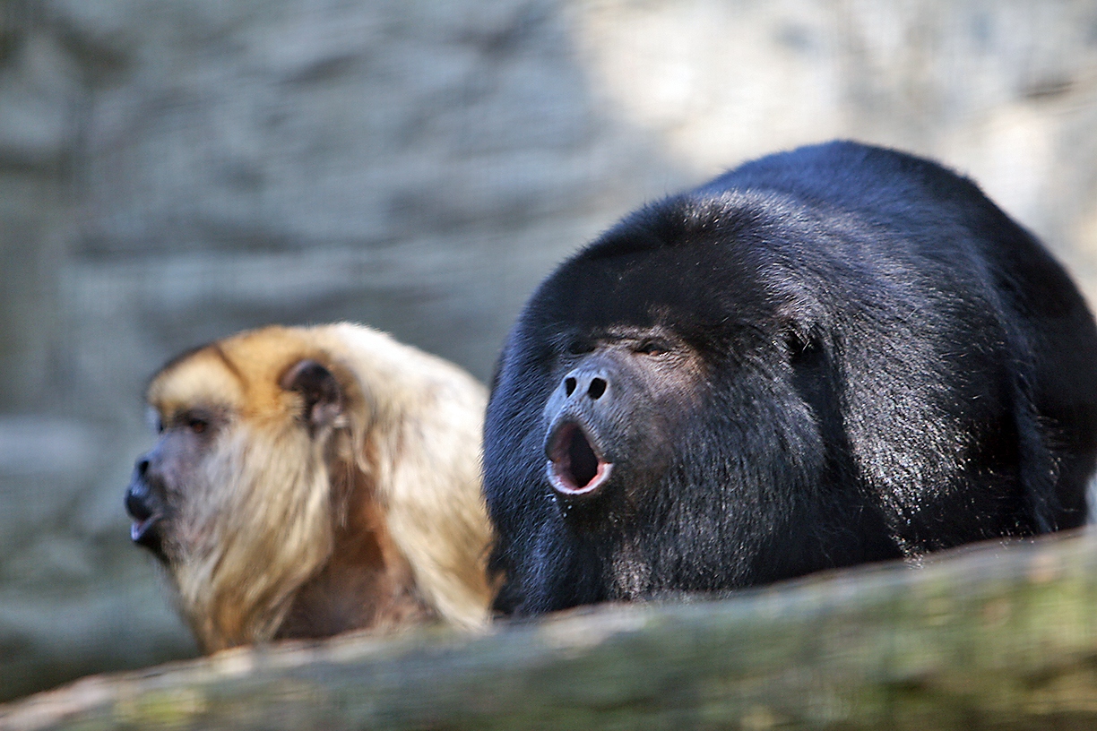howlermonkey