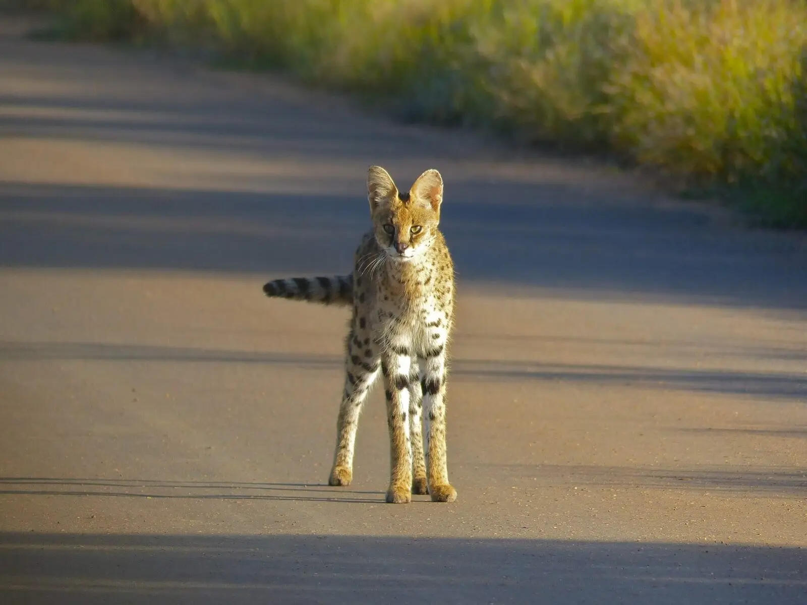 2560px serval 28leptailurus serv