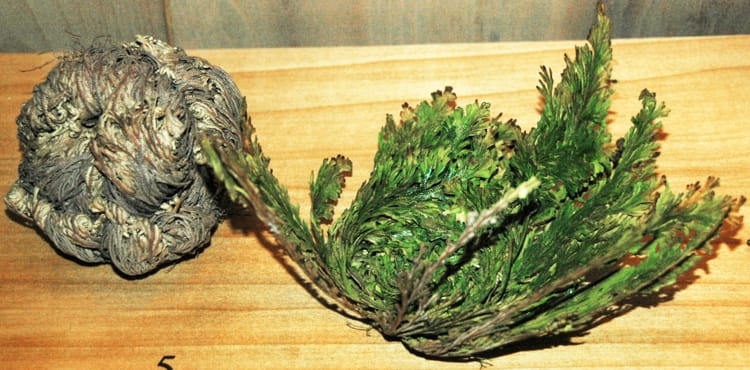 resurrection plant