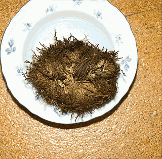 resurrection plant2