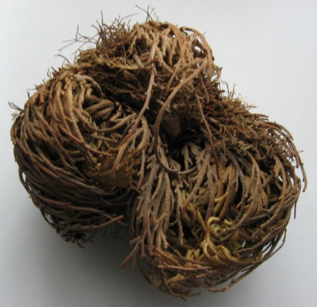 resurrection plant3