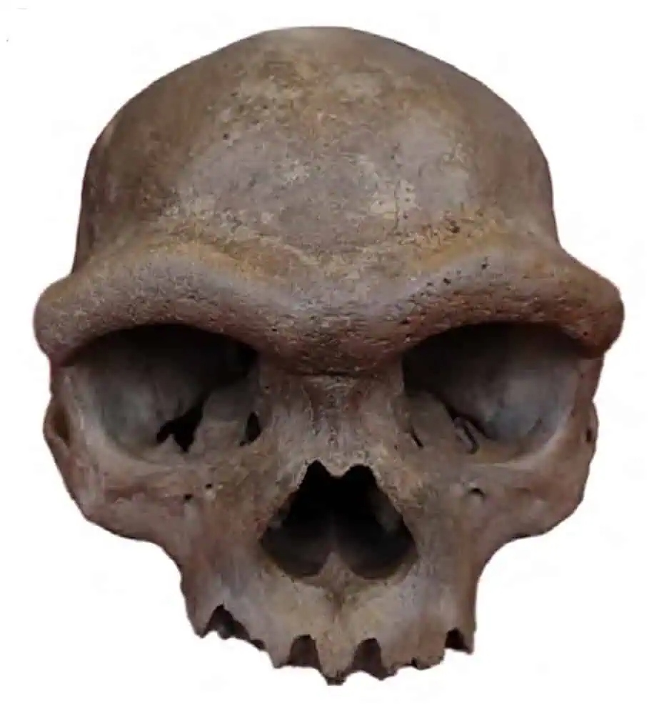homolongiholotype