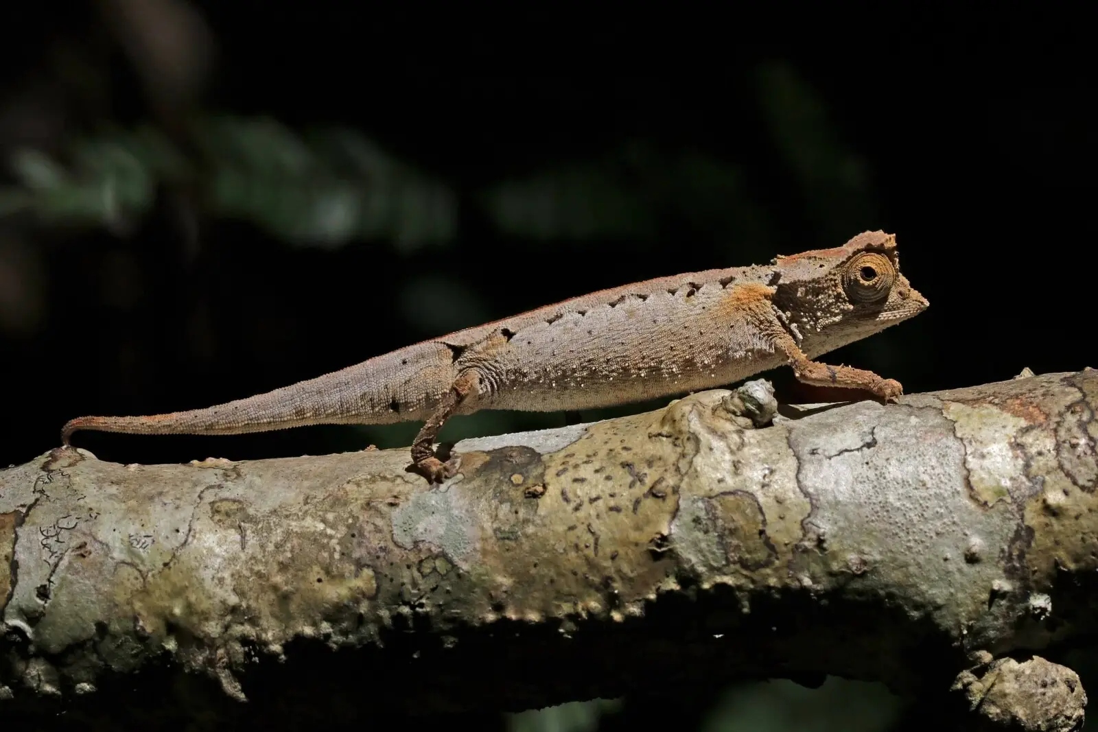 2560px plated leaf chameleon 28b
