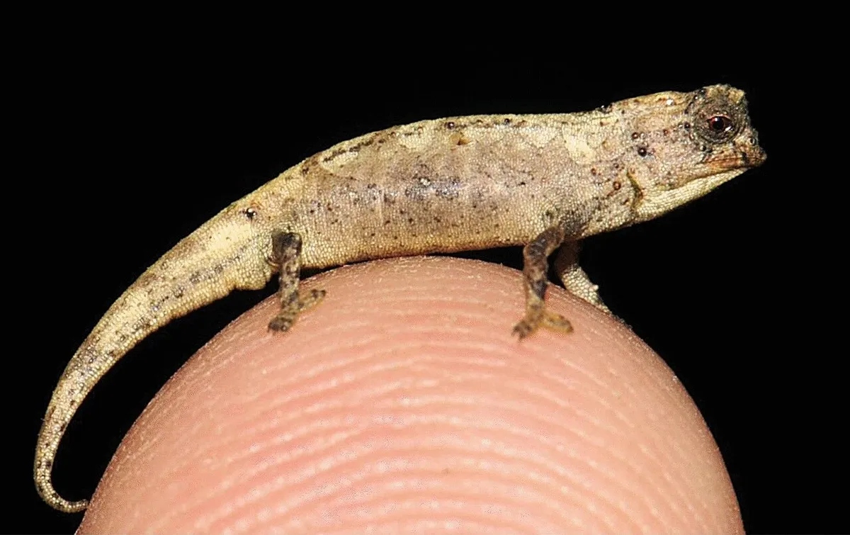 brookesia nana l