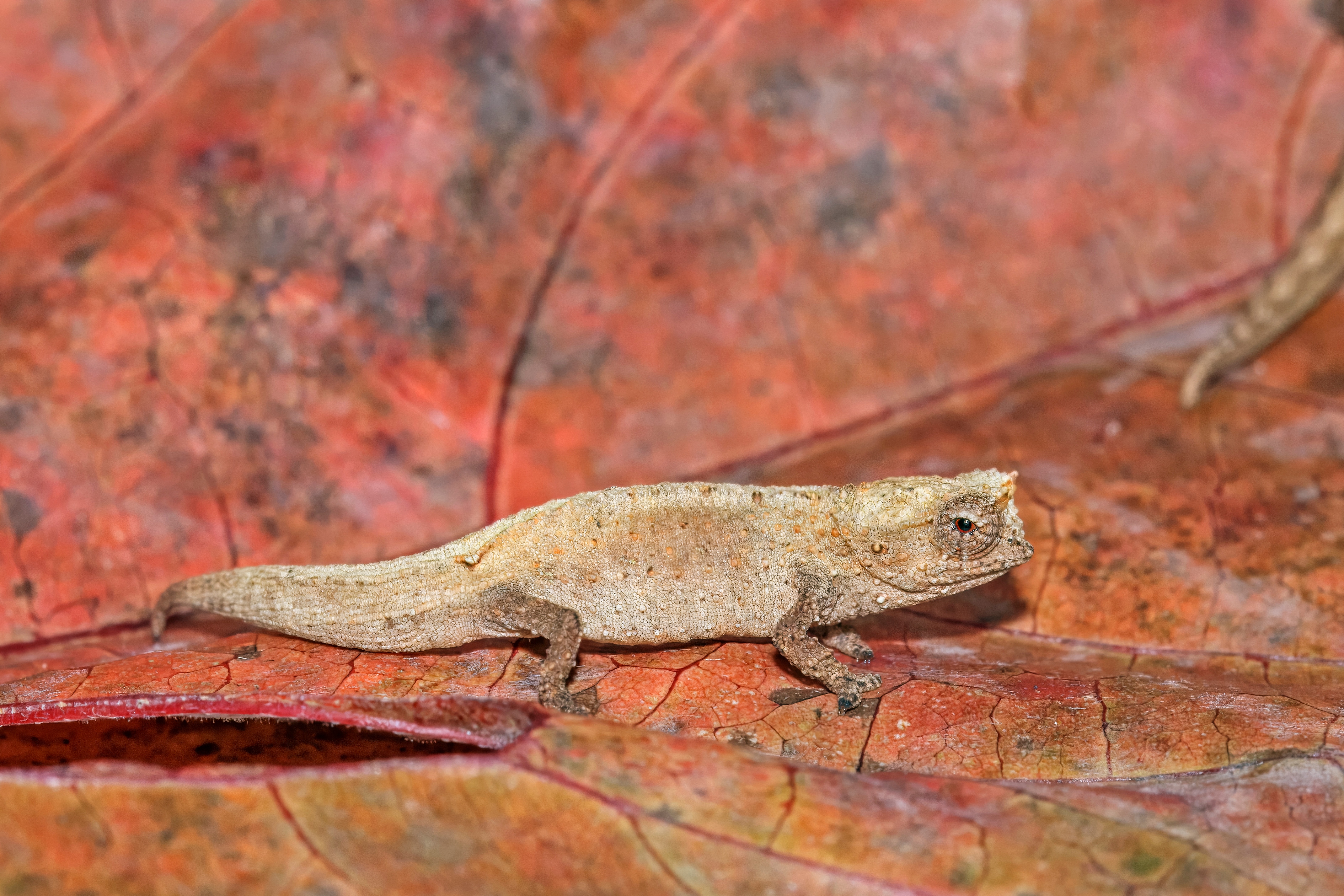 montagnedambreleafchameleonb