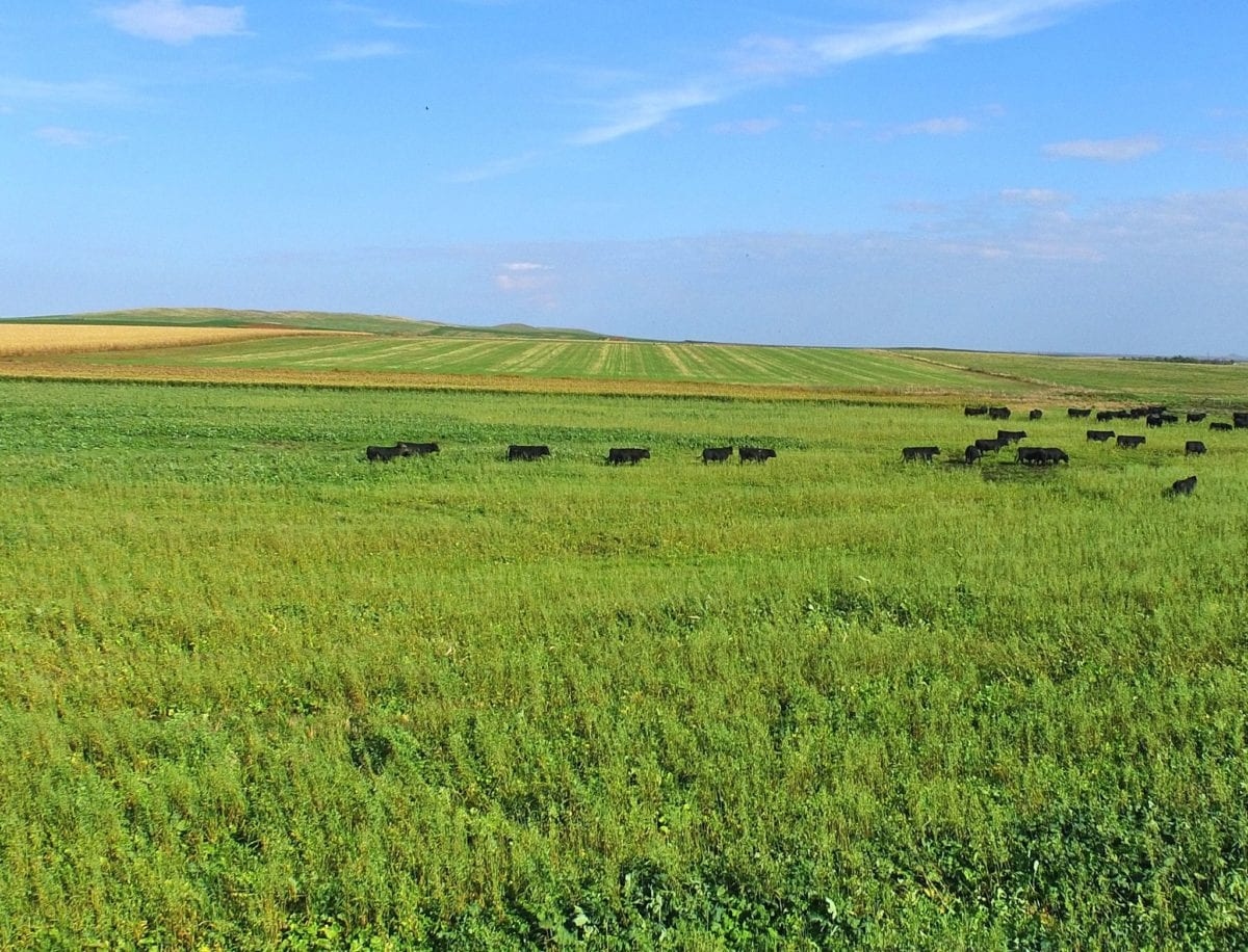 cover crop bulls scaled