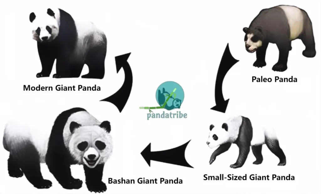 history of giant panda 1024x621