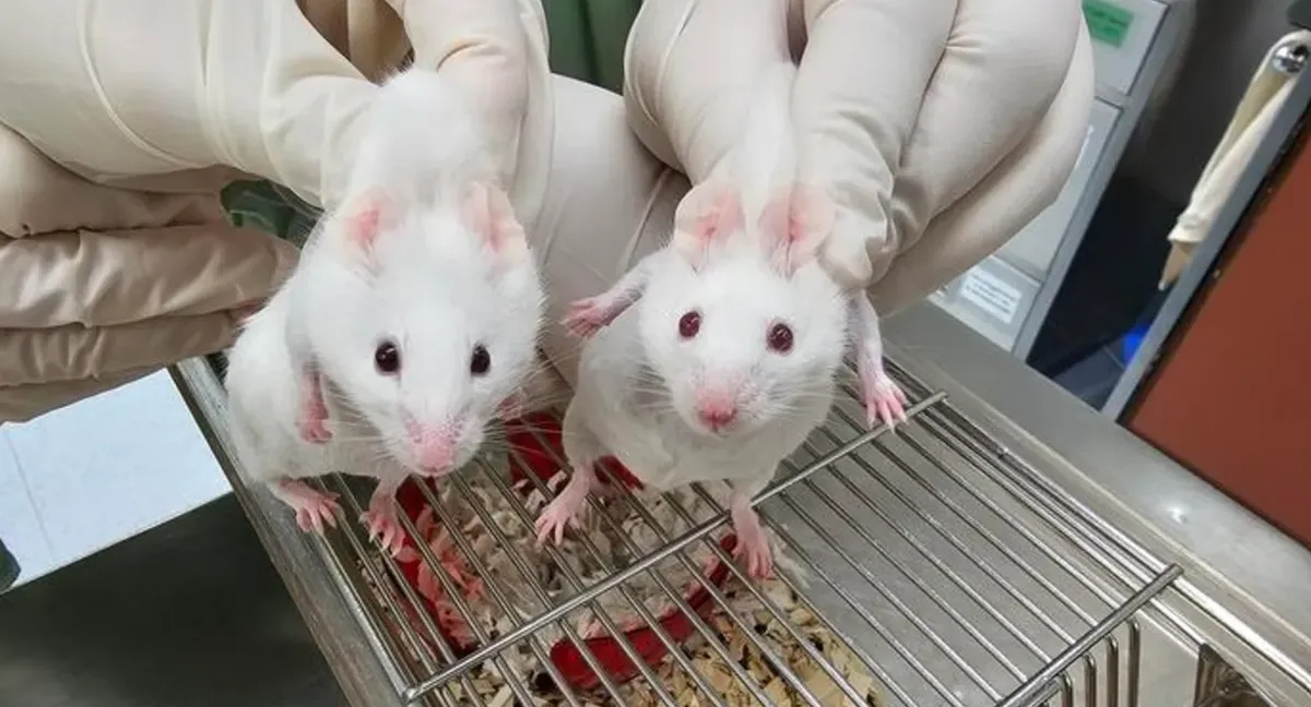 mice l 1