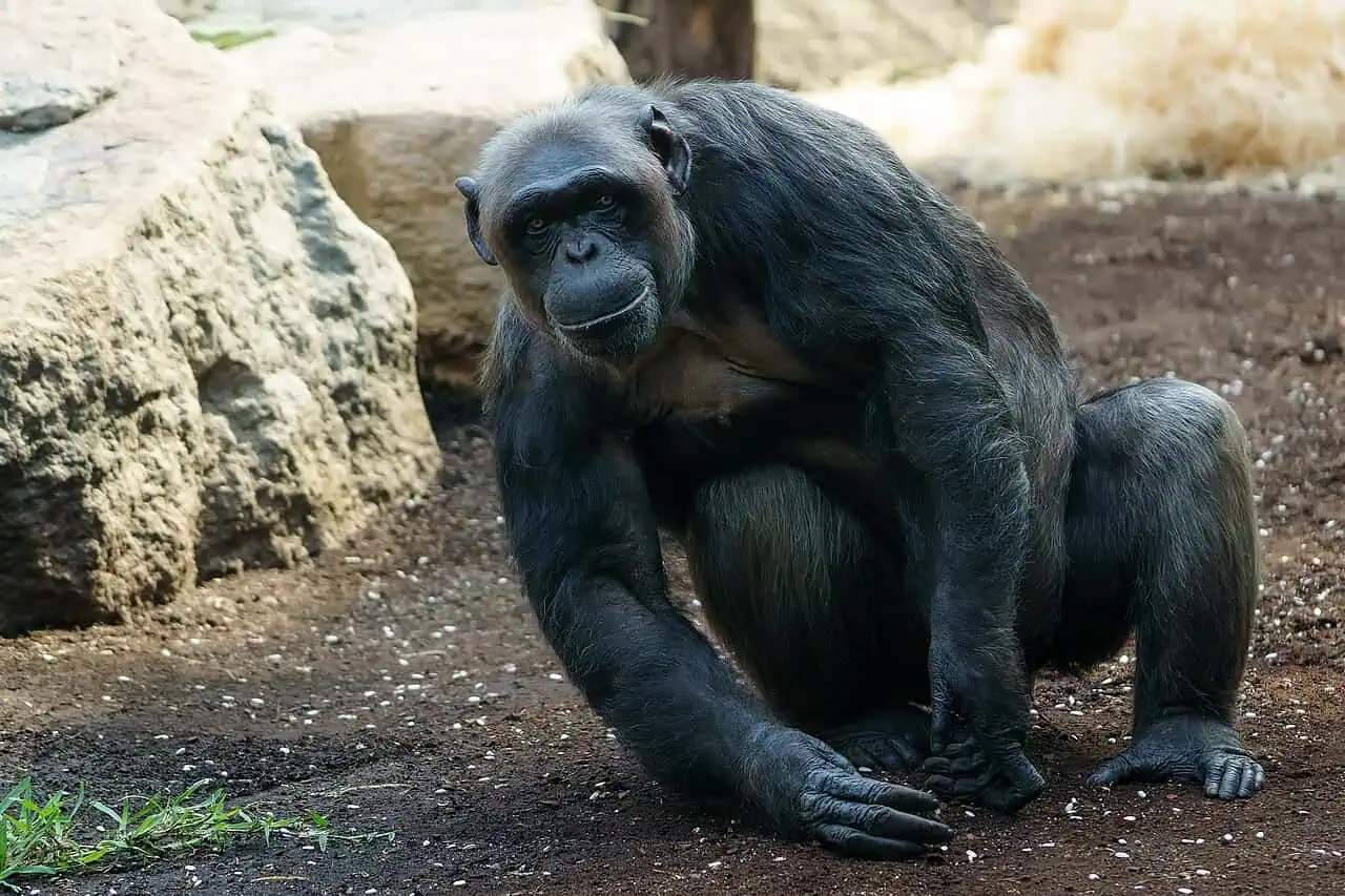chimpanzee148183813
