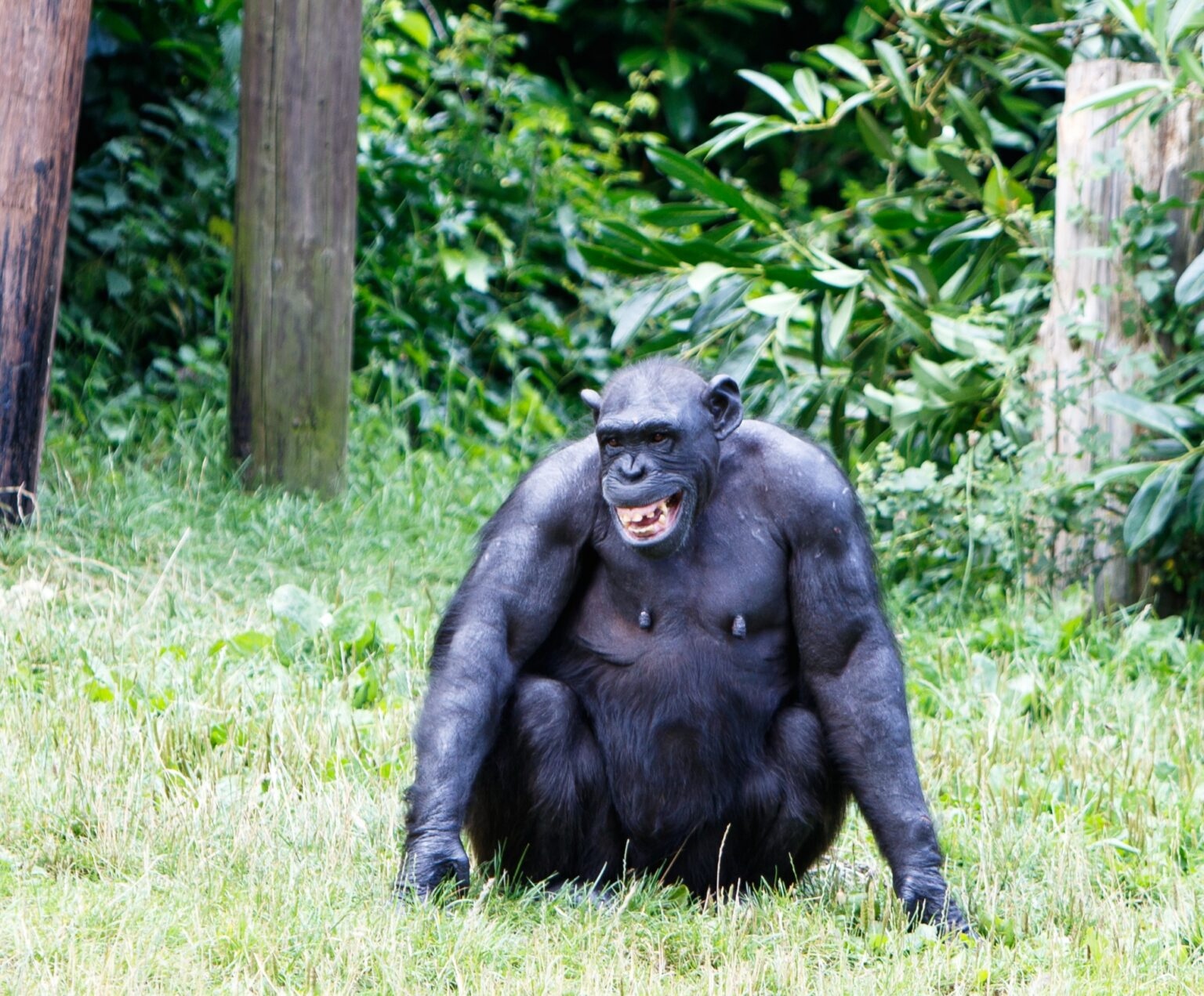happy chimpanzee monkey 1536x127