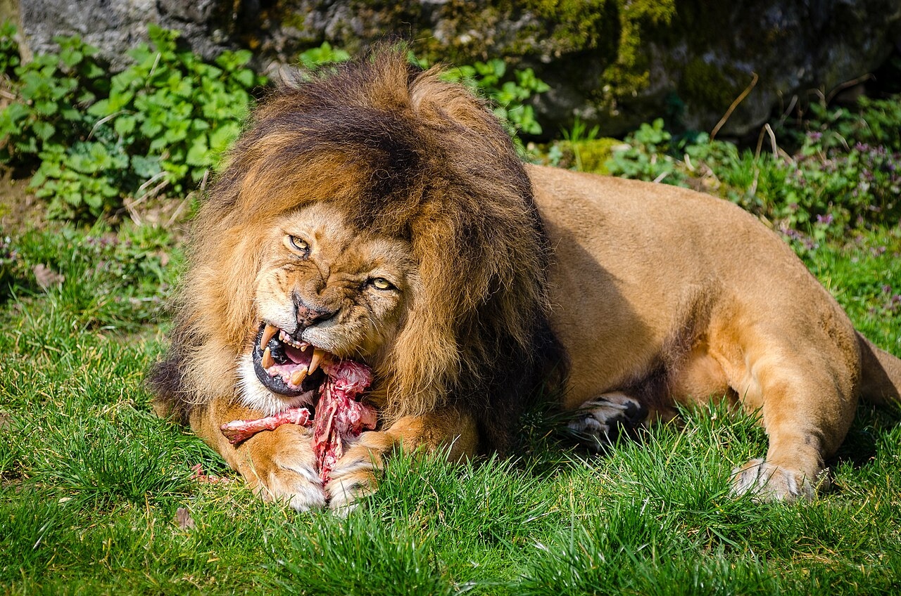 1280px carnivore lion