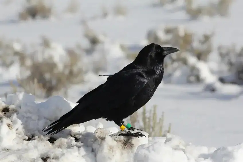 raven collar
