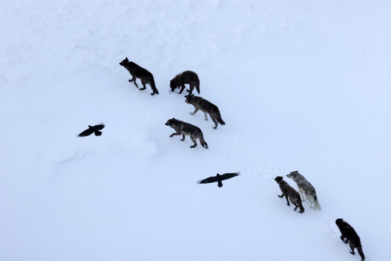 ravens wolves 1536x1025