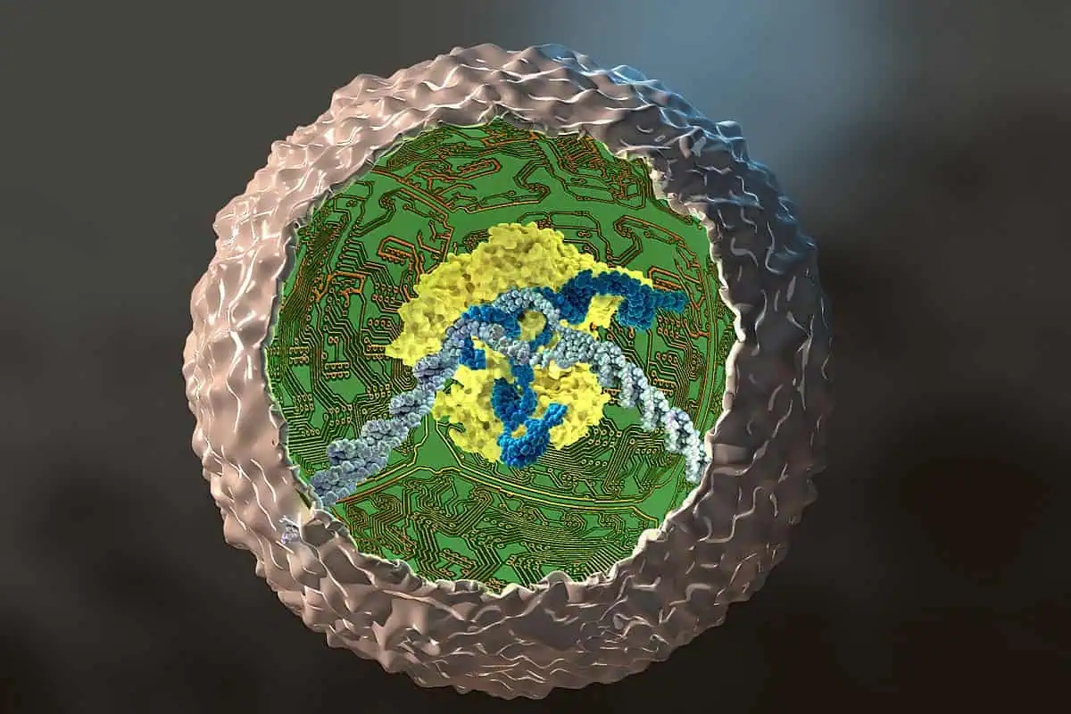 stemcellguilak