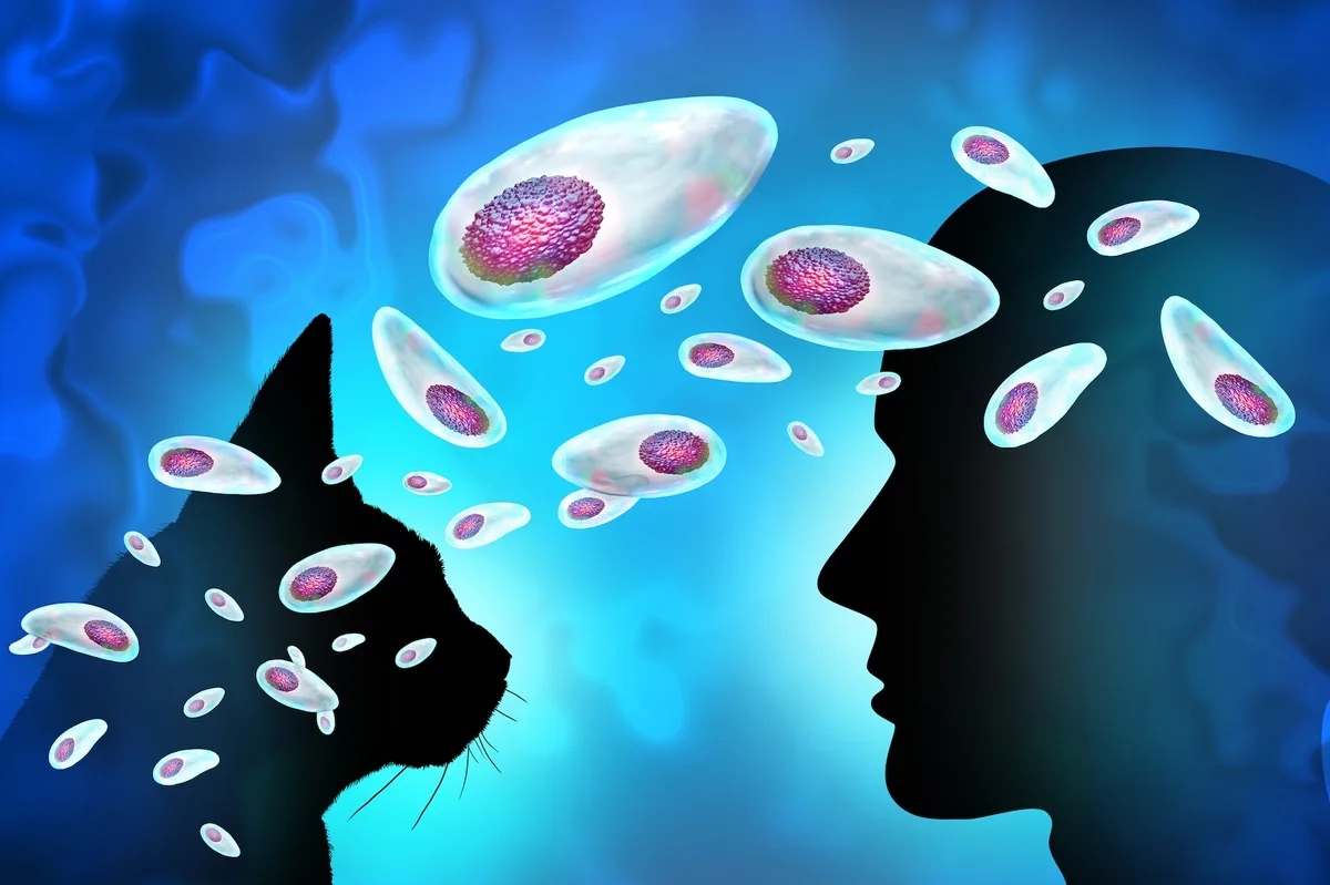 illustration of cat and human ex