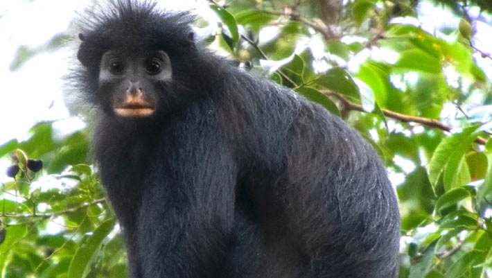 image14923f colobus congoensis