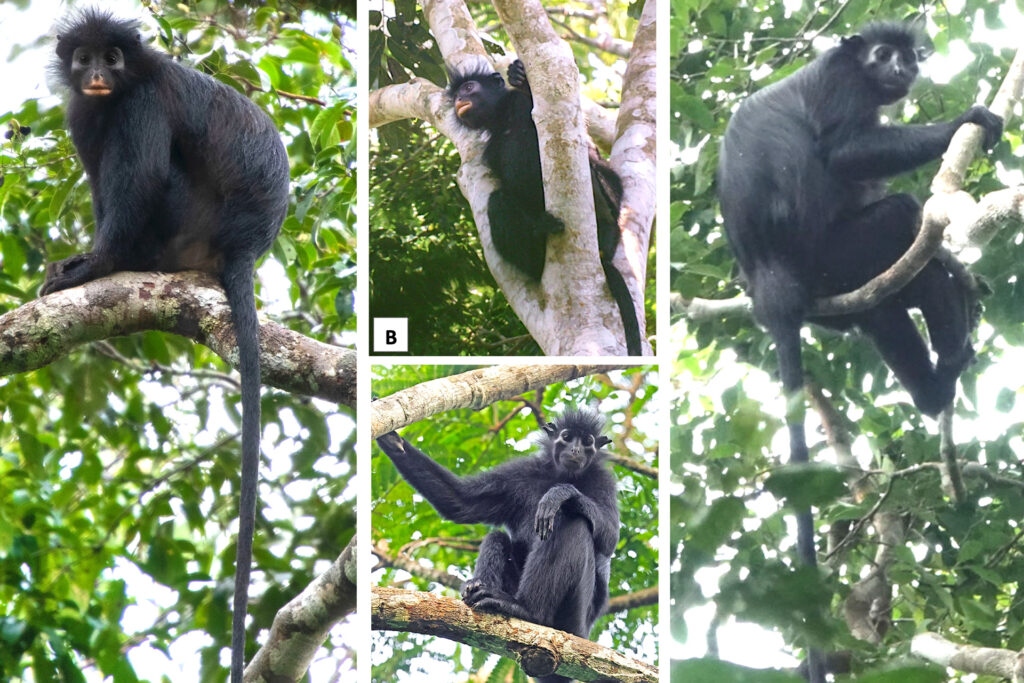 new monkey species likweli 1024x