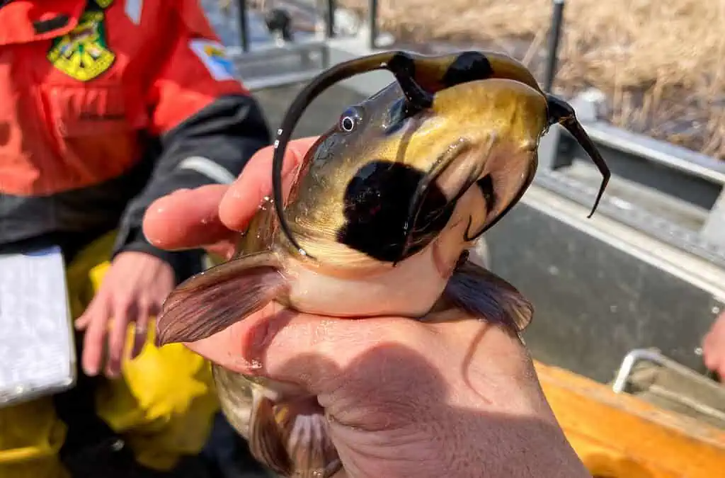 20230722oncatfish 1024x677