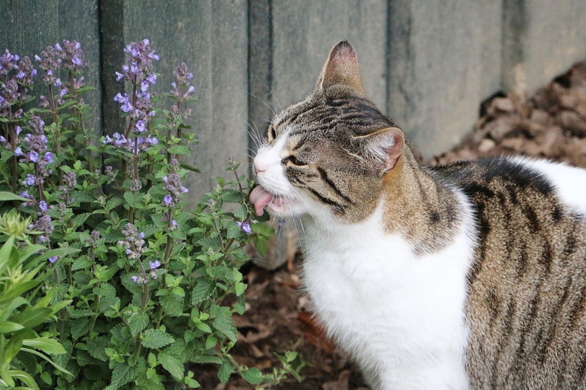 catnip 1