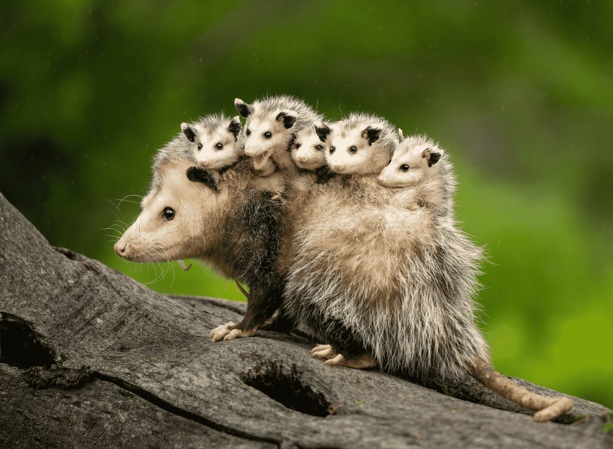 opossum and babies getty1