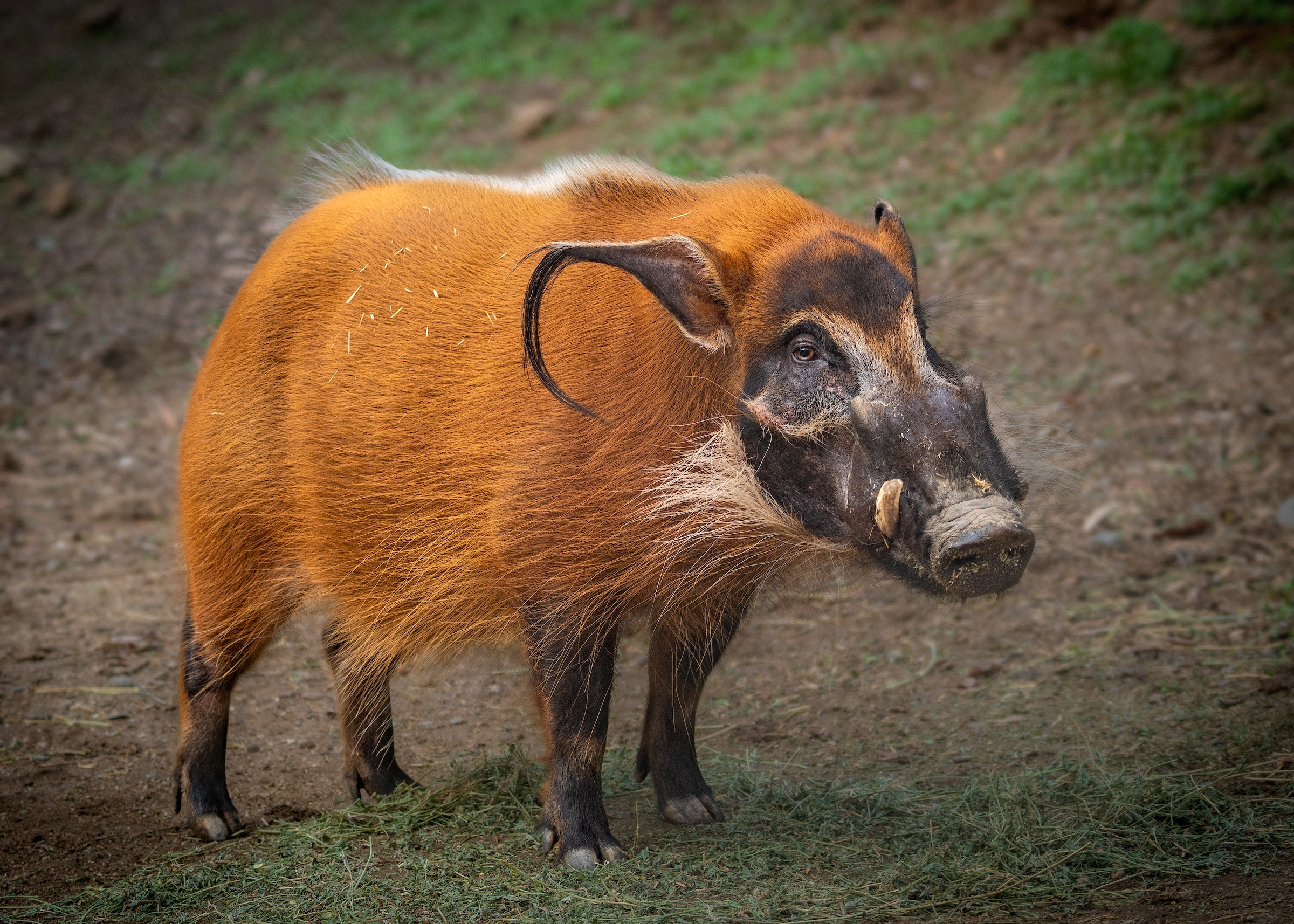 red river hog male jep9601