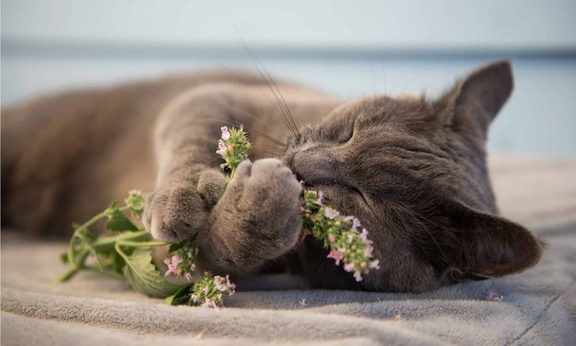 what does catnip do to cats head