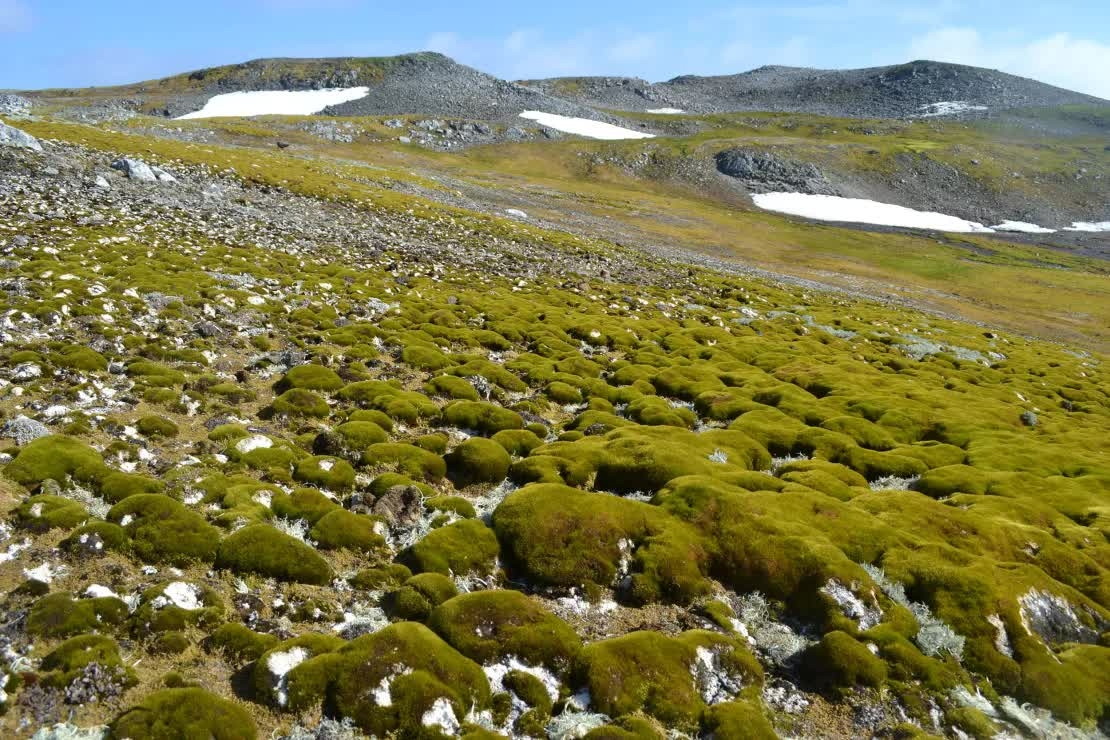 antarctica 6 20241003210421063 1
