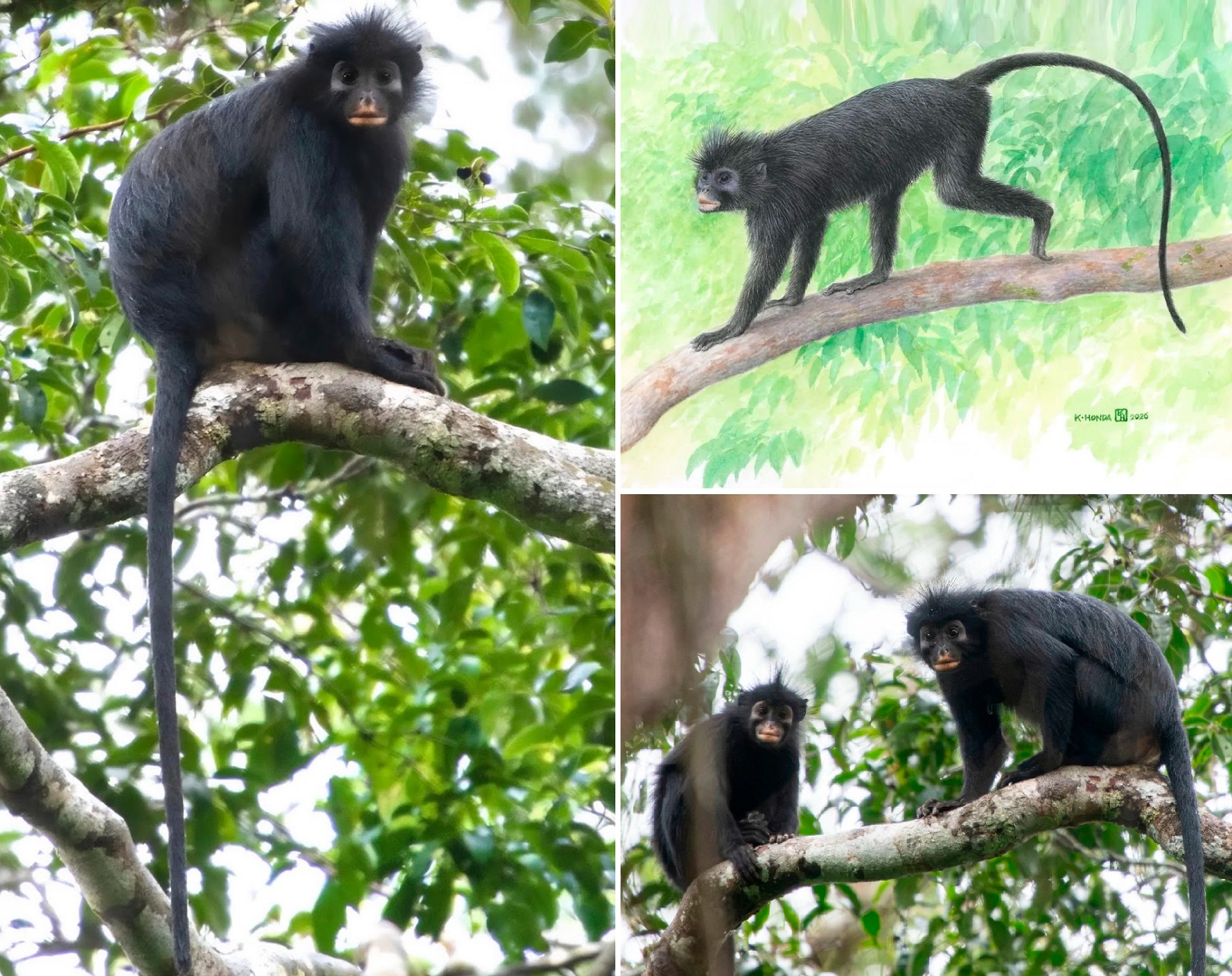 colobuscongoensis novataxa2026