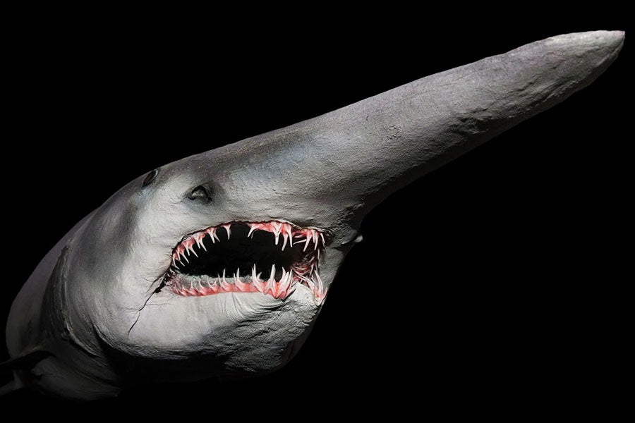 goblin shark
