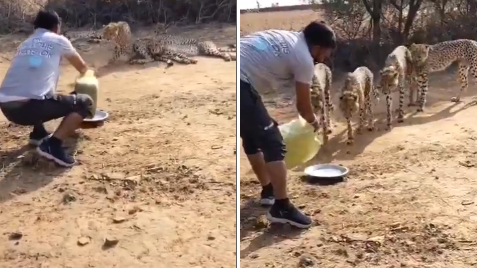 cheetah1743911594771
