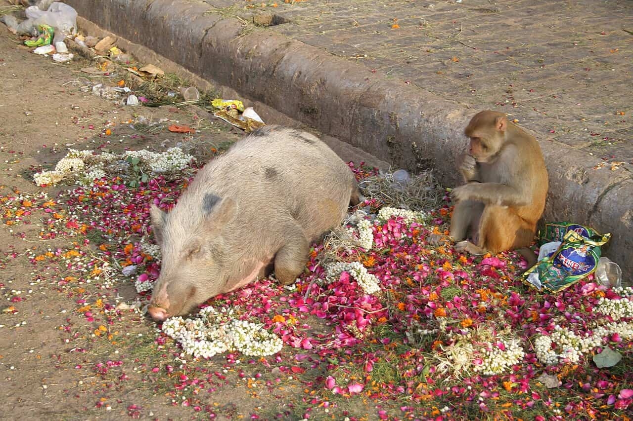 cochonetsingejaipurrajasthan