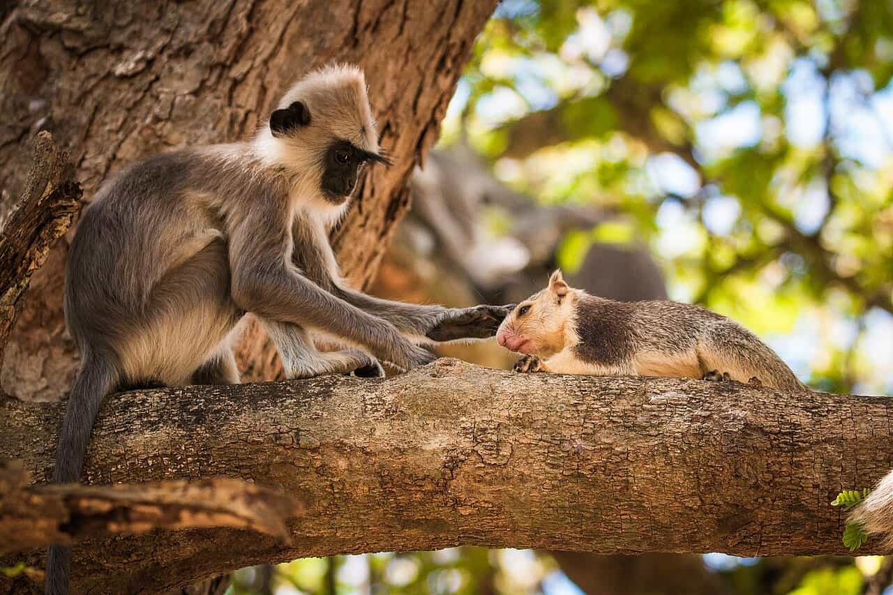 interspeciesbonding 1