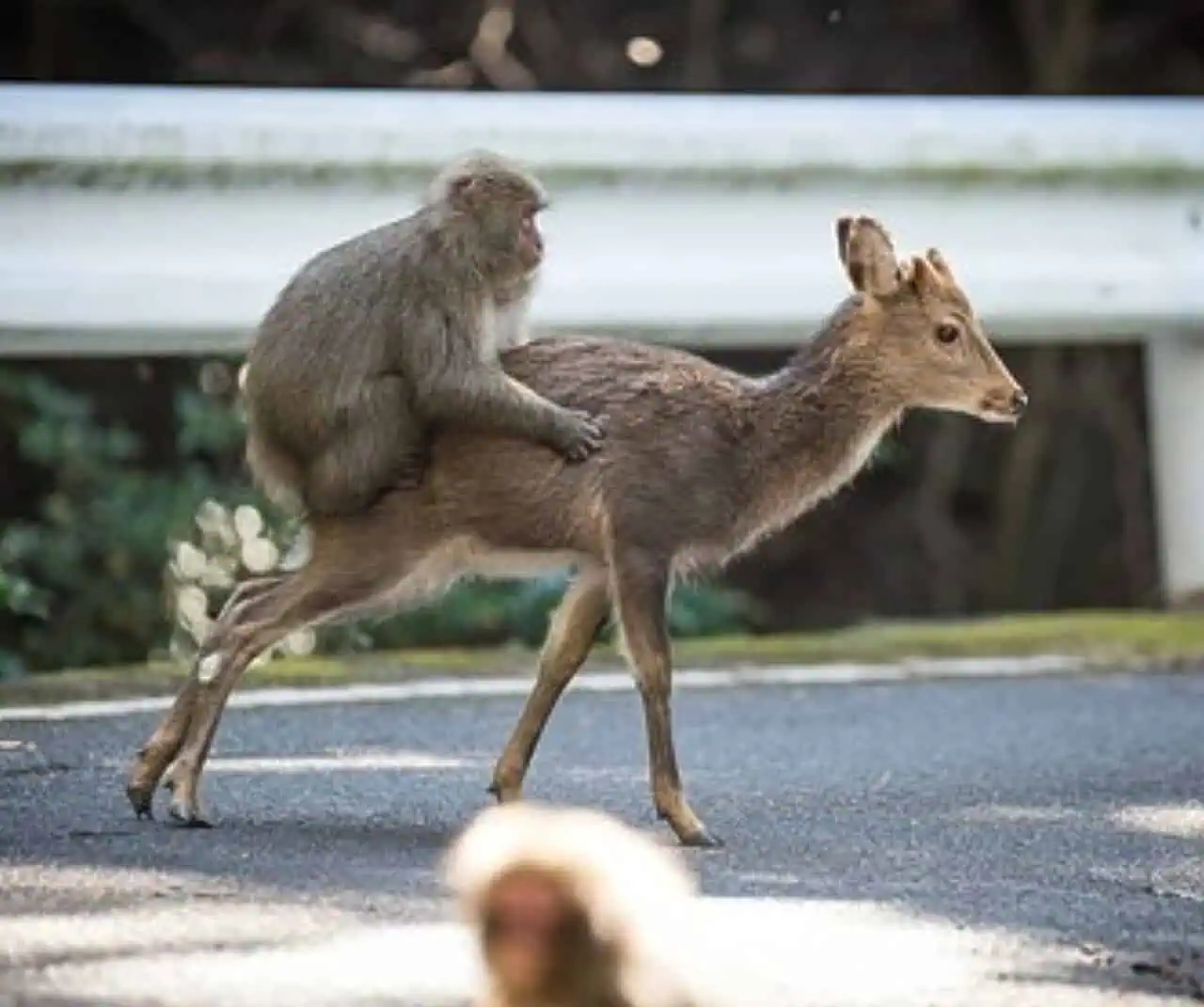 monkey friendships wit 4
