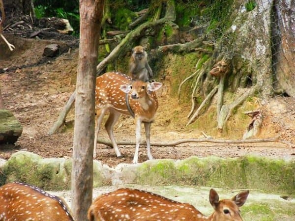 monkeydeer