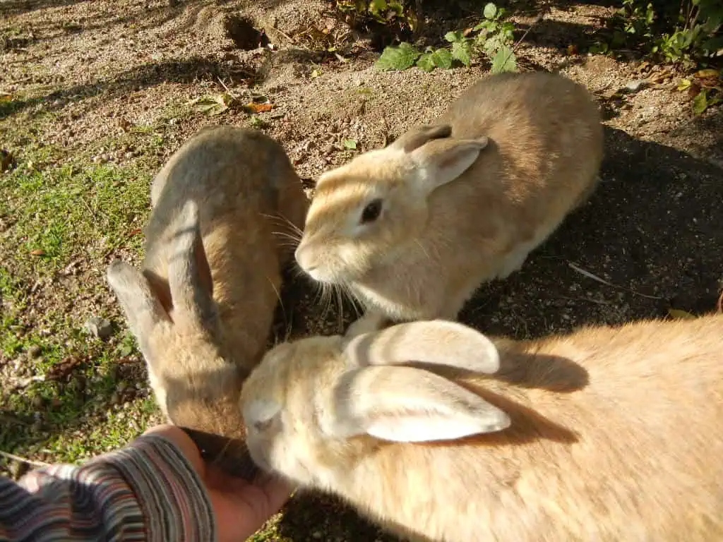 okunojima rabbit