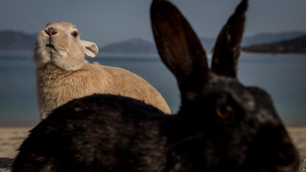 okunoshima rabbit