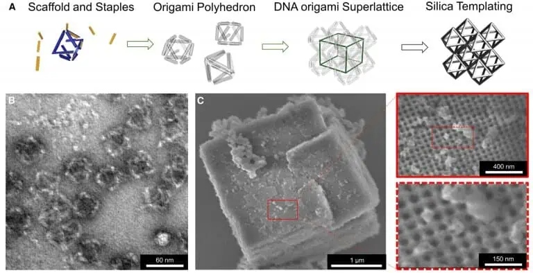 researchers build a dn