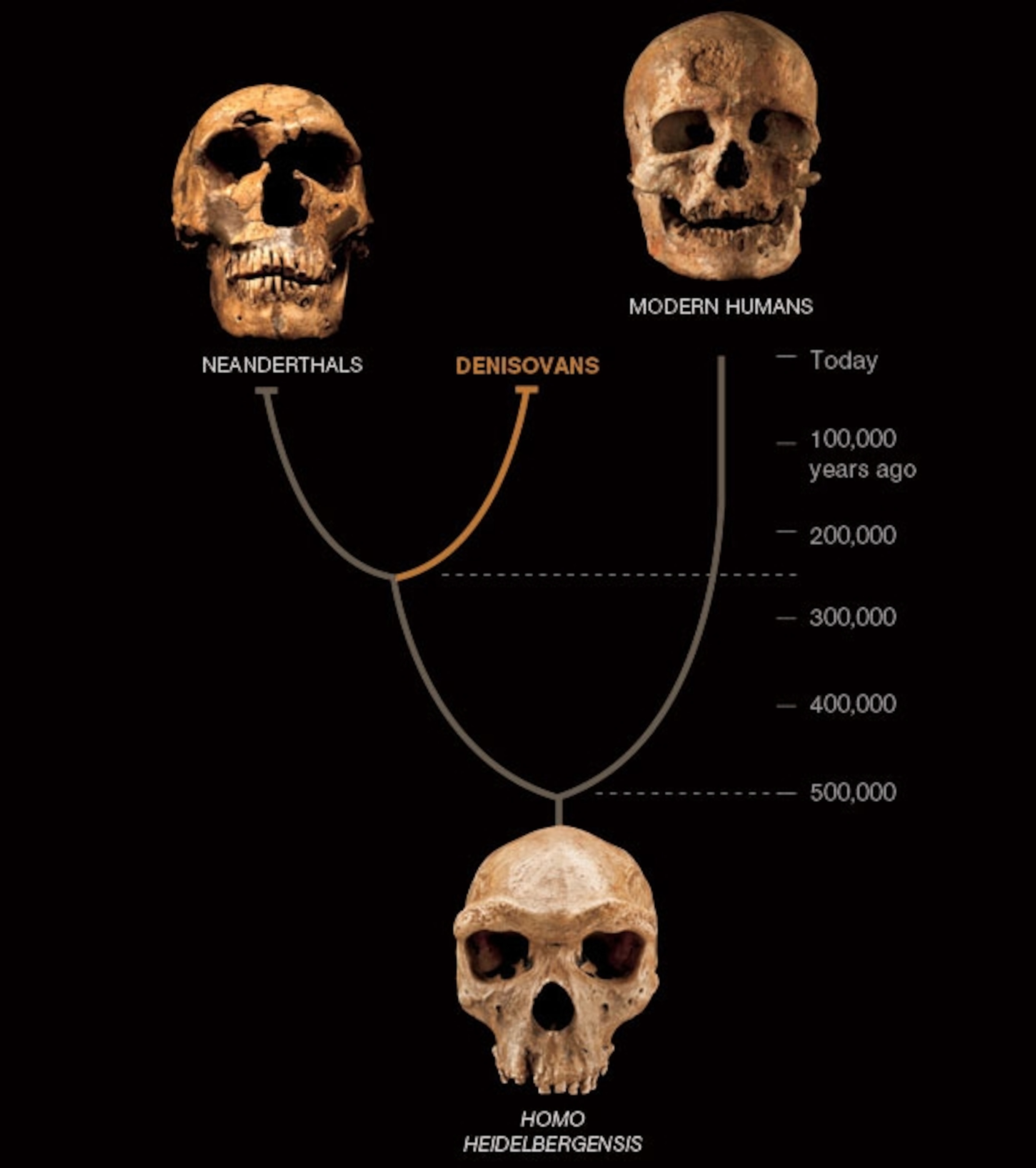 denisovan family tree 990x700