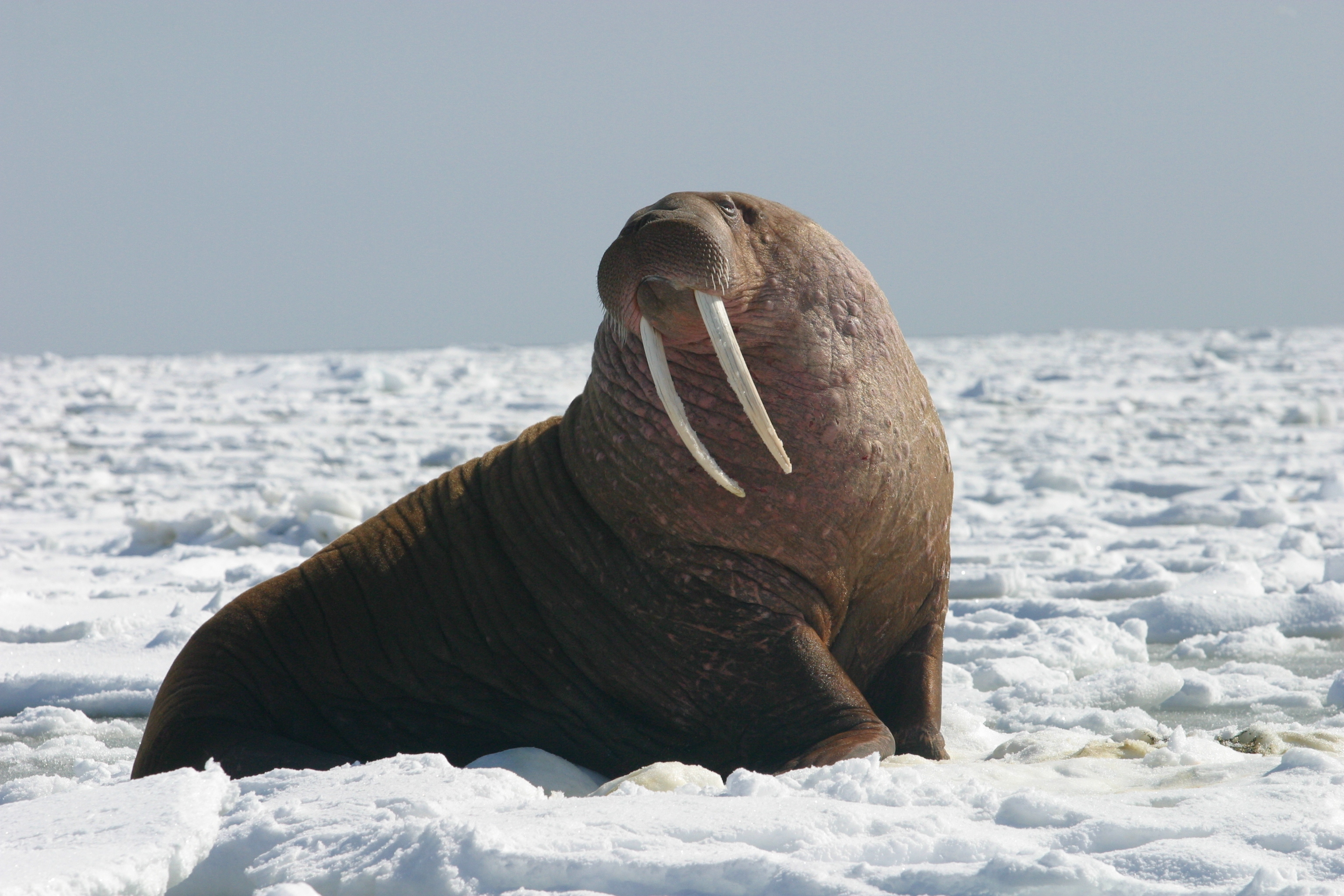 pacificwalrus bull8247646168