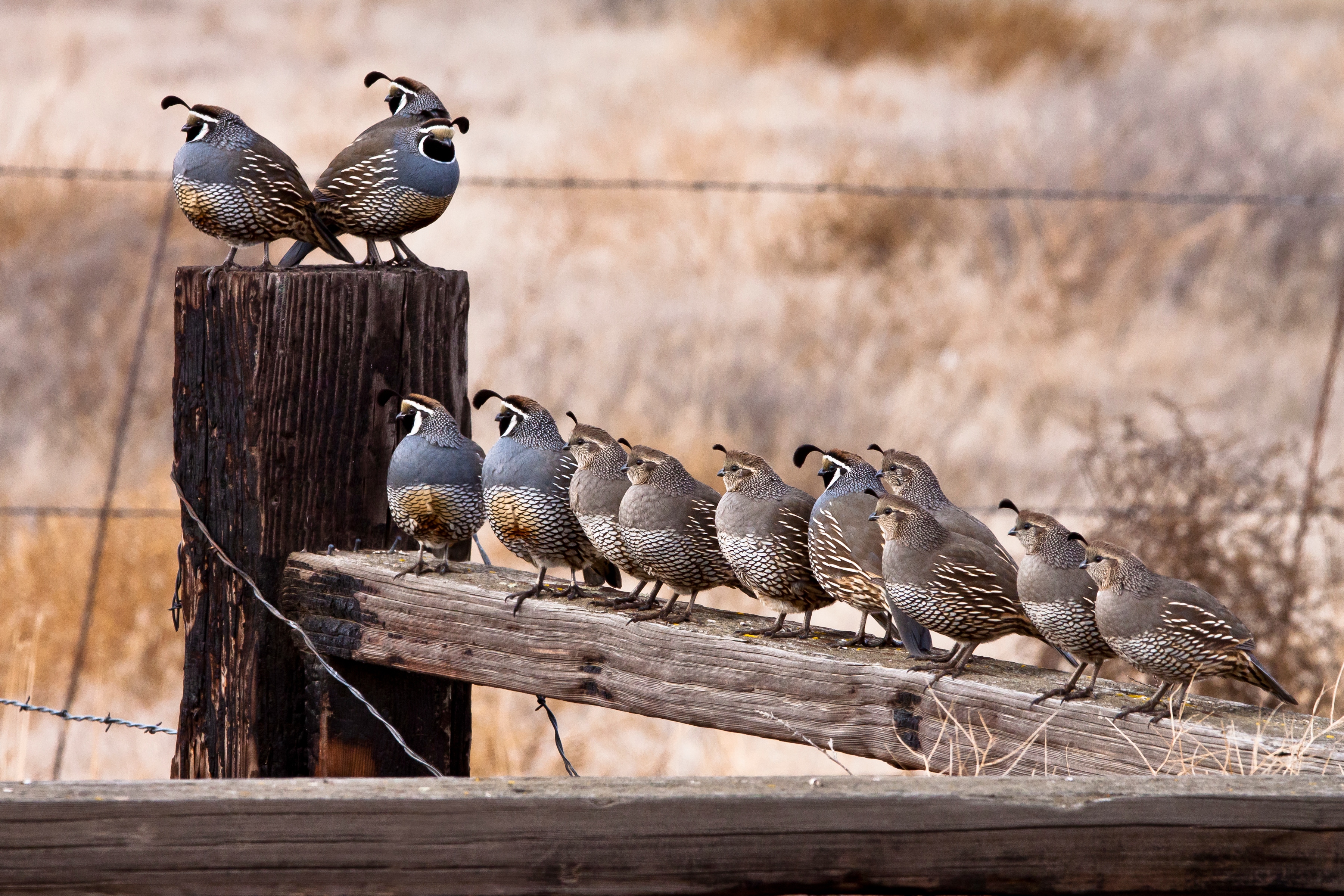 mckay creek quail chuck bartle