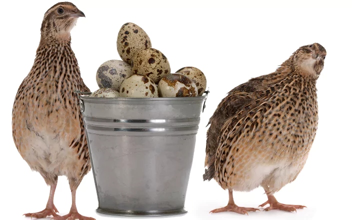 quail eggs