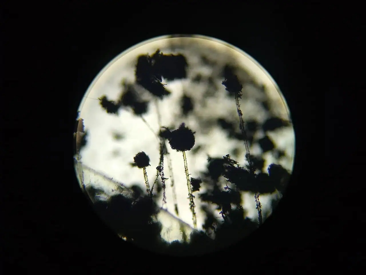 aspergillus34156175