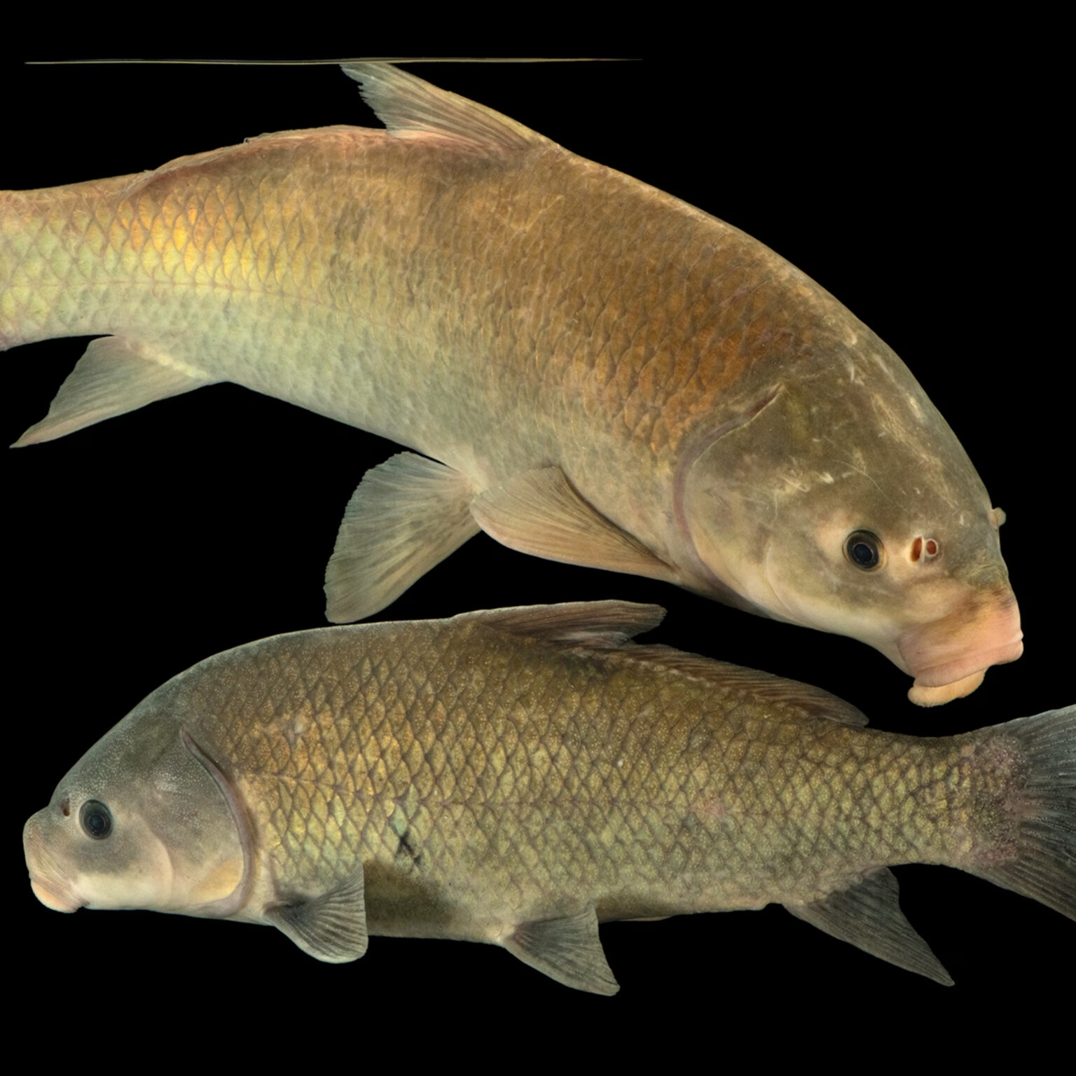 old fish 1536x1536