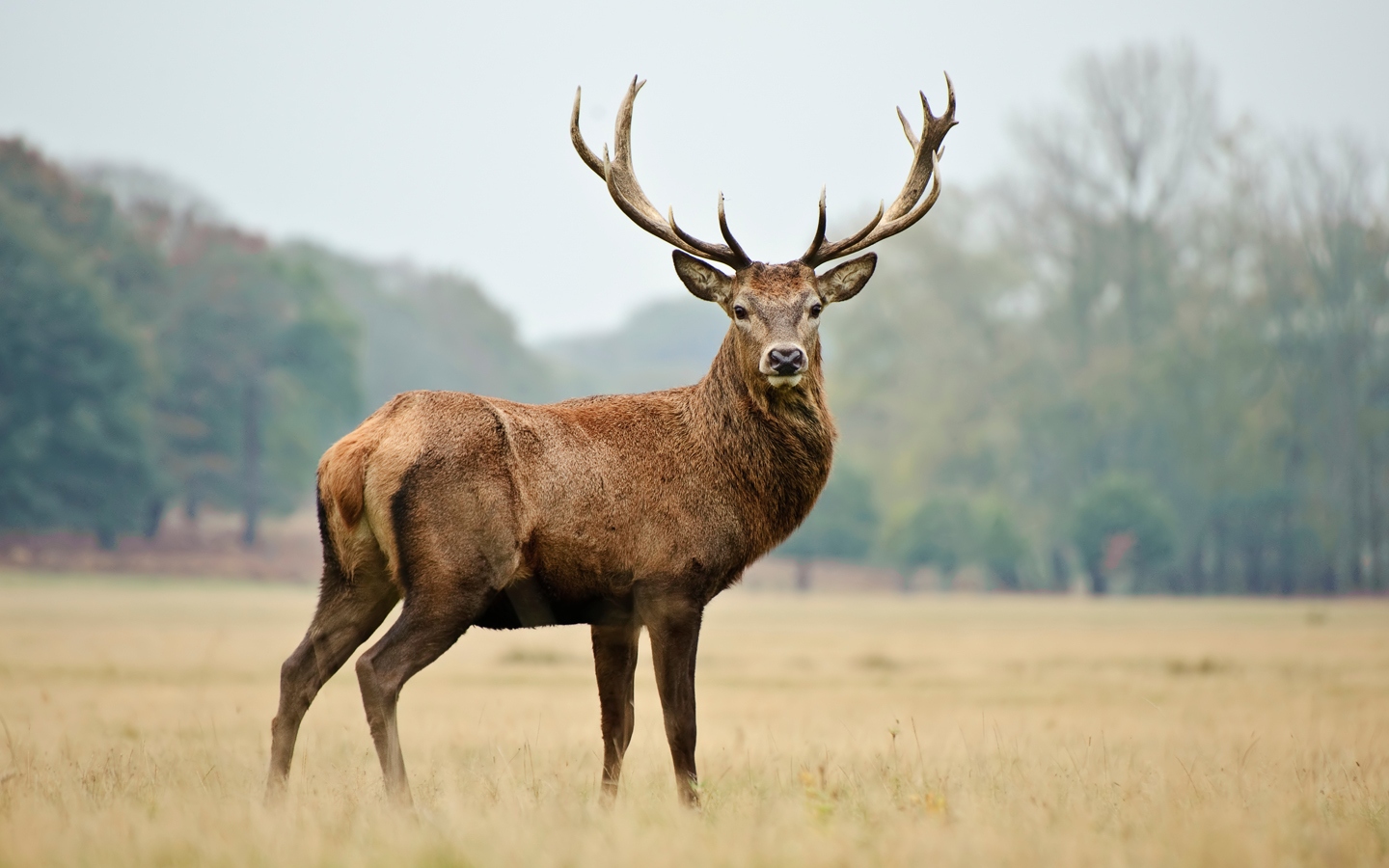 deer